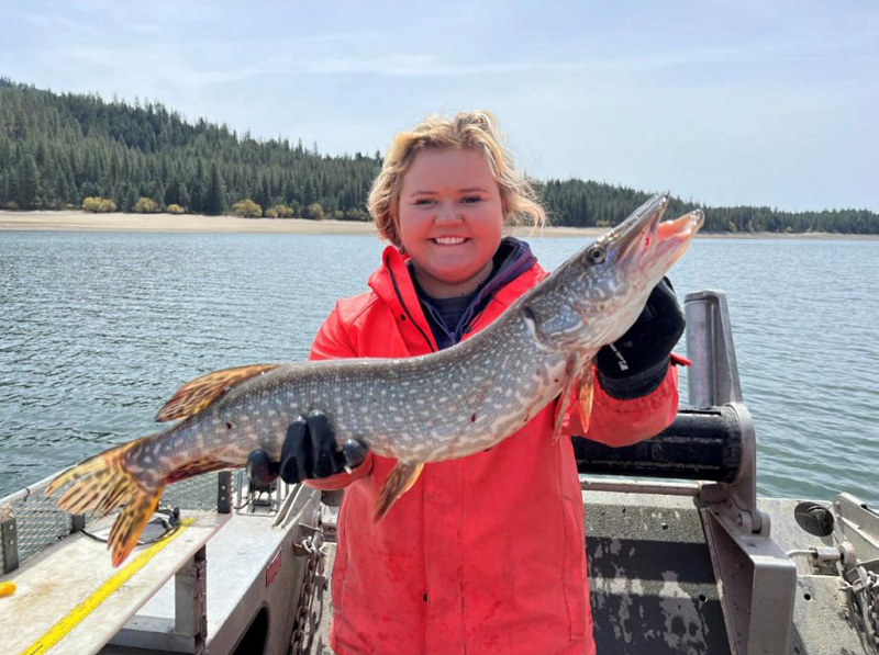 Photo of a Tribal staff member displaying a Northern Pike captured in Lake Roosevelt.