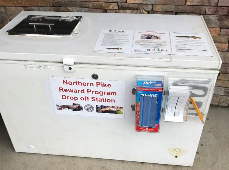Photo of a large freezer with a sign that says, 'Northern Pike Reward Program Drop off Station'