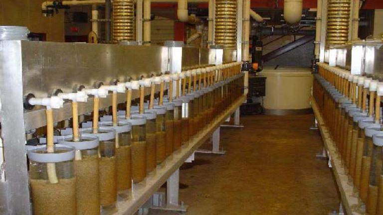 Hatching jars containing walleye eggs managed by the Lac du Flambeau Tribal fish hatchery program.