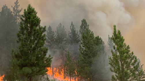 Invasive conifers burn during the Moss Rang Wildfire, which was managed to remove grass, brush and conifers encroaching into winter habitat. Photo: CSKT.