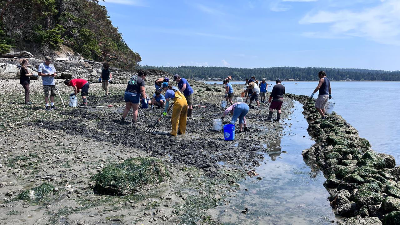 Swinomish Indian Tribal Community members and staff tend the clam garden.